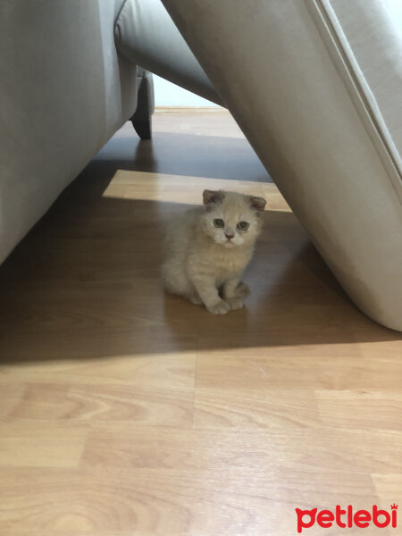 Scottish Fold, Kedi  Balım fotoğrafı