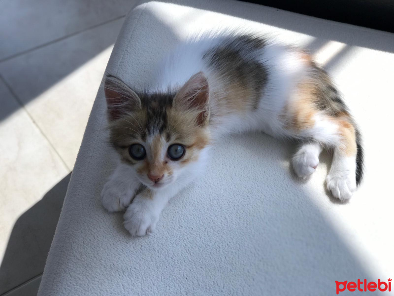 Tekir Kedi, Kedi  Mila fotoğrafı