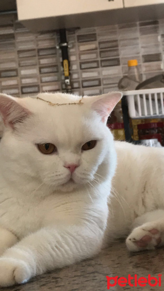 British Shorthair, Kedi  Savaş fotoğrafı