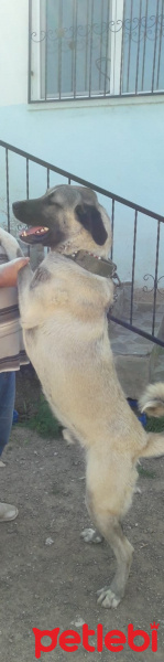 Kangal, Köpek  KITMİR fotoğrafı