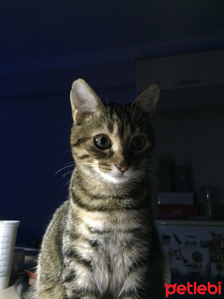 Tekir Kedi, Kedi  Tomris fotoğrafı