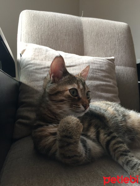Tekir Kedi, Kedi  Tomris fotoğrafı
