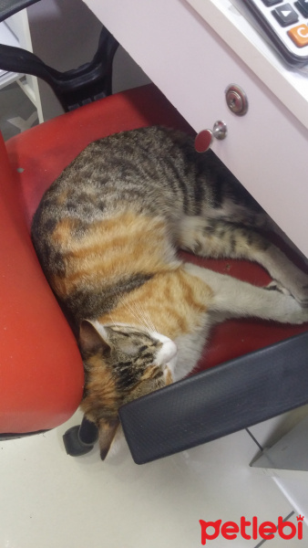 Tekir Kedi, Kedi  Monika fotoğrafı