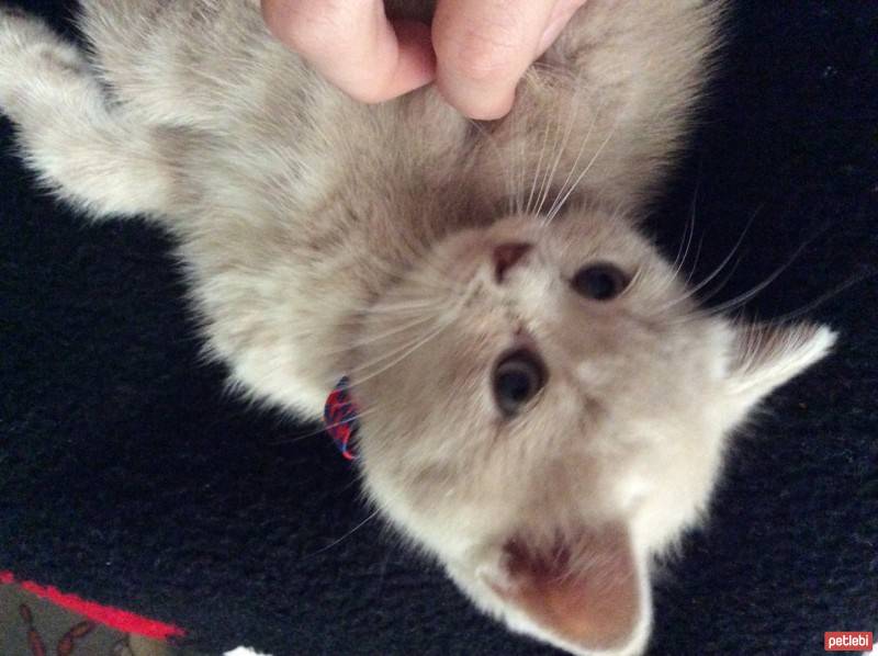 British Shorthair, Kedi  latte fotoğrafı