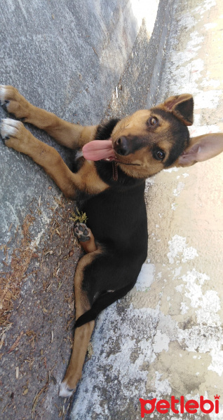 Alman Çoban Köpeği, Köpek  Fıstık fotoğrafı