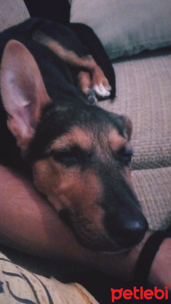 Alman Çoban Köpeği, Köpek  Fıstık fotoğrafı