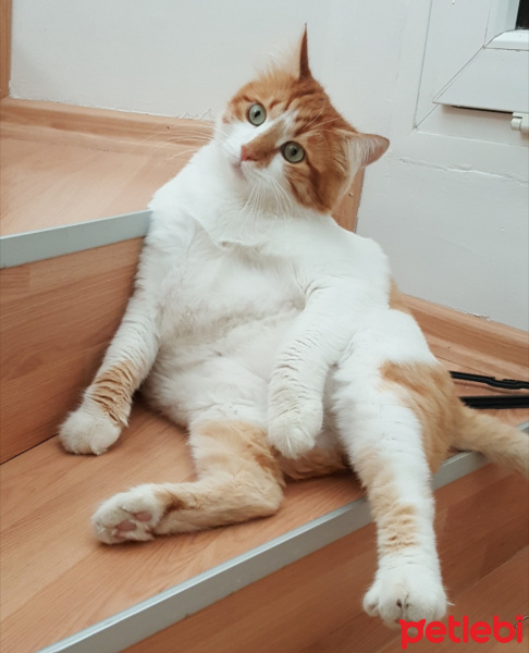 Sarman, Kedi  Tospik fotoğrafı