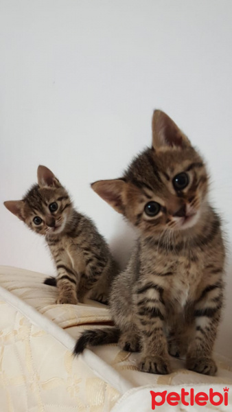 Sarman, Kedi  Tospik fotoğrafı