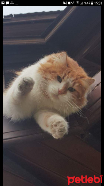 Sarman, Kedi  Tospik fotoğrafı