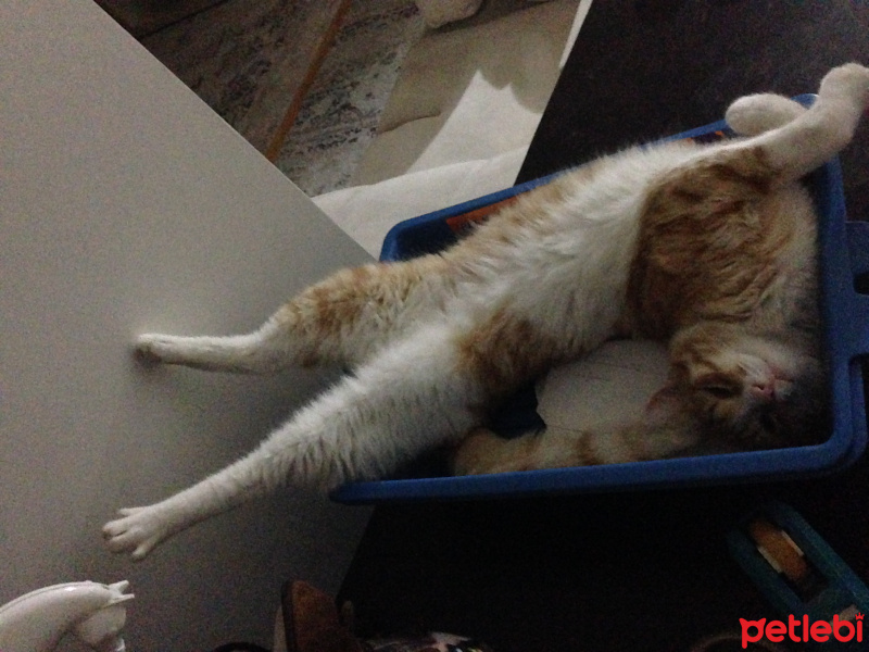 Sarman, Kedi  Tospik fotoğrafı