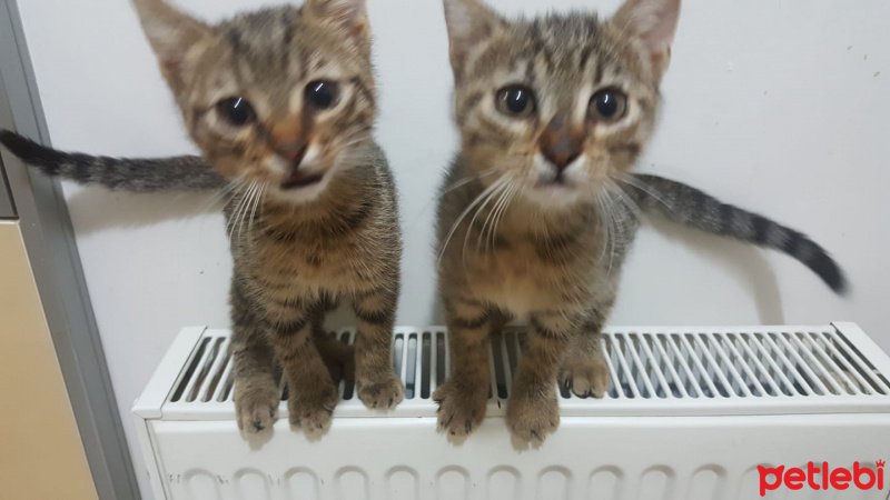 Sarman, Kedi  Tospik fotoğrafı