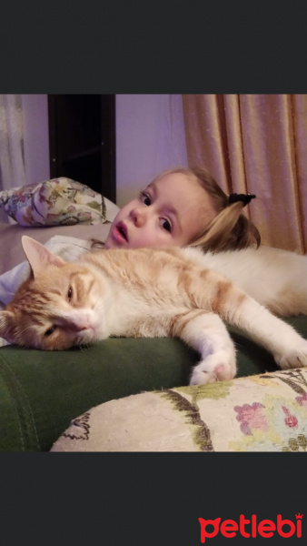 Sarman, Kedi  Tospik fotoğrafı