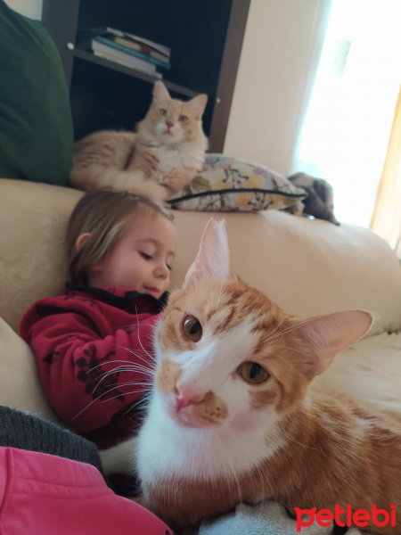 Sarman, Kedi  Tospik fotoğrafı