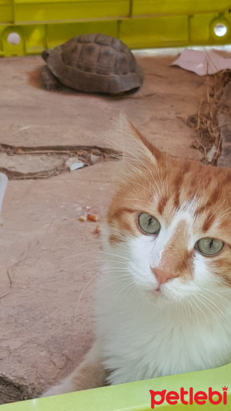 Sarman, Kedi  Tospik fotoğrafı