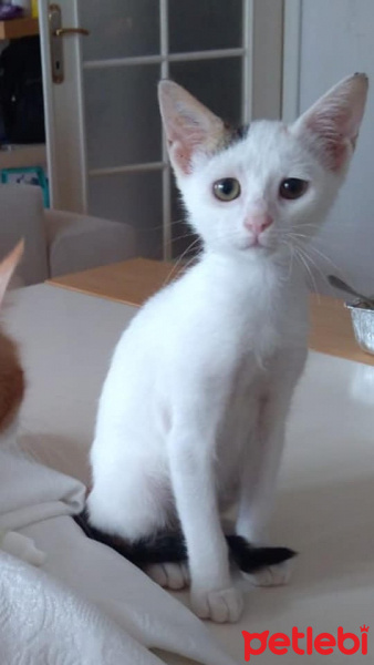 Sarman, Kedi  Tospik fotoğrafı