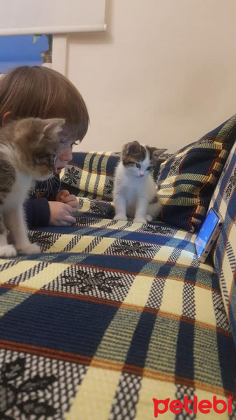 Sarman, Kedi  Tospik fotoğrafı