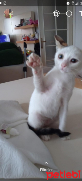 Sarman, Kedi  Tospik fotoğrafı