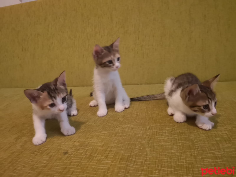Tekir Kedi, Kedi  Henüz isim vermedim fotoğrafı