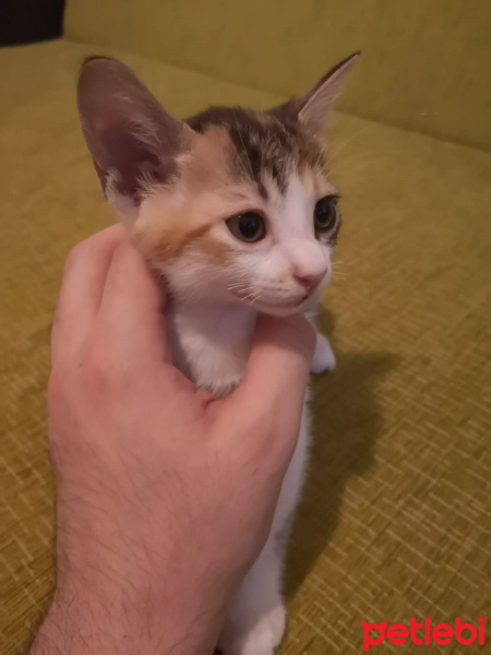 Tekir Kedi, Kedi  Henüz isim vermedim fotoğrafı