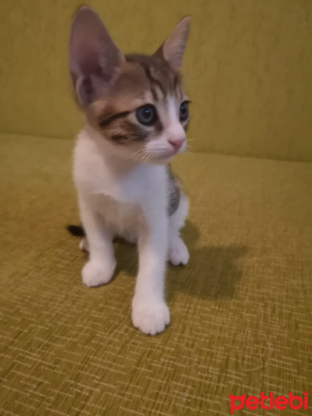 Tekir Kedi, Kedi  Henüz isim vermedim fotoğrafı