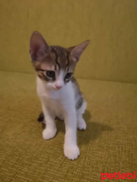 Tekir Kedi, Kedi  Henüz isim vermedim fotoğrafı