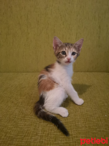 Tekir Kedi, Kedi  Henüz isim vermedim fotoğrafı