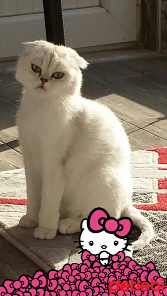 Abyssinian, Kedi  marina fotoğrafı
