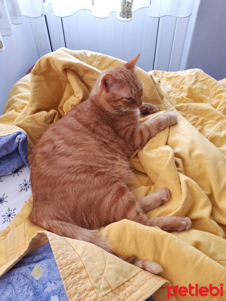 Sarman, Kedi  şirin fotoğrafı
