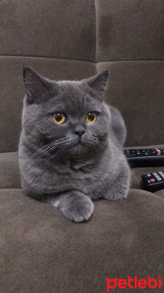 British Shorthair, Kedi  kuki fotoğrafı