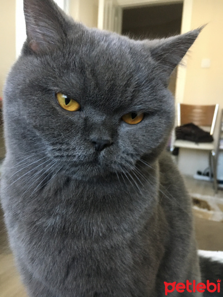 British Shorthair, Kedi  kuki fotoğrafı