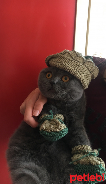 British Shorthair, Kedi  kuki fotoğrafı