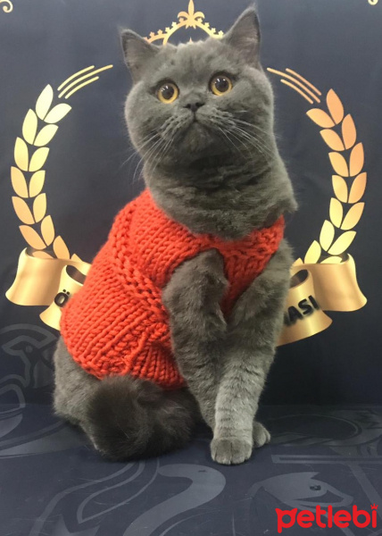 British Shorthair, Kedi  kuki fotoğrafı