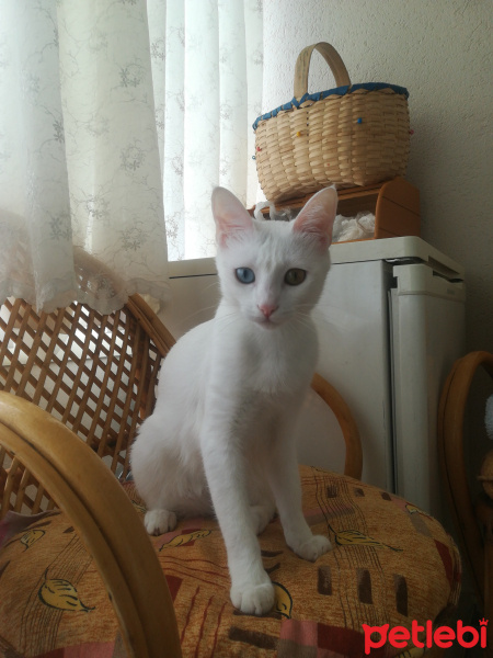 Van Kedisi, Kedi  İnci fotoğrafı