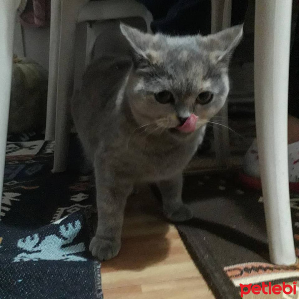 British Shorthair, Kedi  Lina fotoğrafı