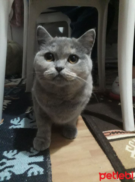 British Shorthair, Kedi  Lina fotoğrafı