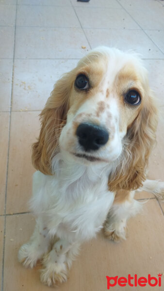 Amerikan Cocker Spaniel, Köpek  Bal fotoğrafı