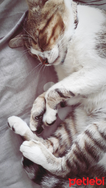 Tekir Kedi, Kedi  Boncuk fotoğrafı