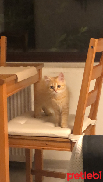 İran Kedisi (Persian), Kedi  Leo fotoğrafı