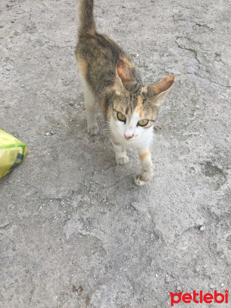 Tekir Kedi, Kedi  Kuzucum fotoğrafı