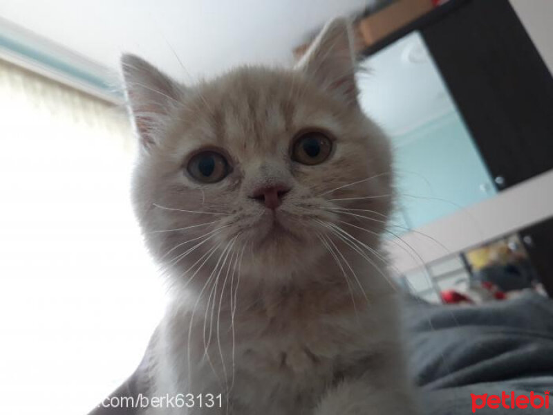 British Shorthair, Kedi  Pamuk fotoğrafı