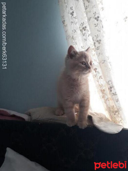 British Shorthair, Kedi  Pamuk fotoğrafı