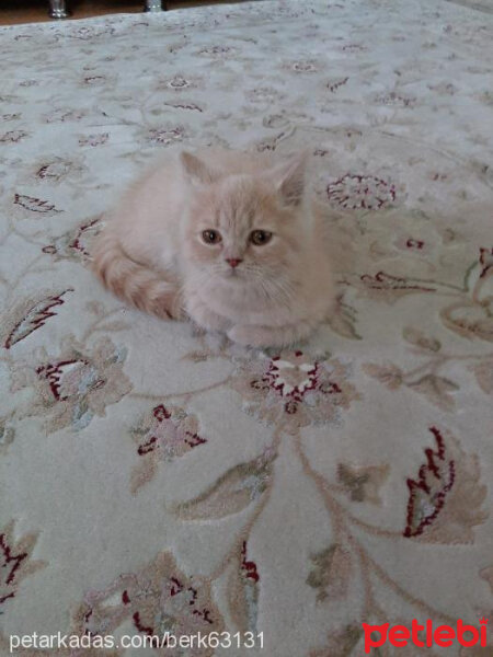 British Shorthair, Kedi  Pamuk fotoğrafı