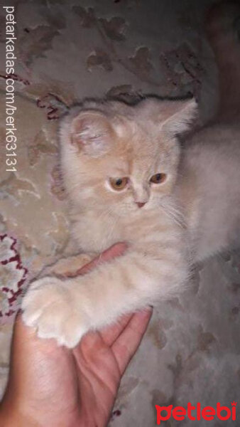 British Shorthair, Kedi  Pamuk fotoğrafı