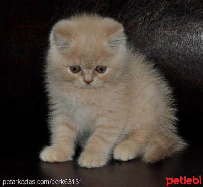 British Shorthair, Kedi  Pamuk fotoğrafı