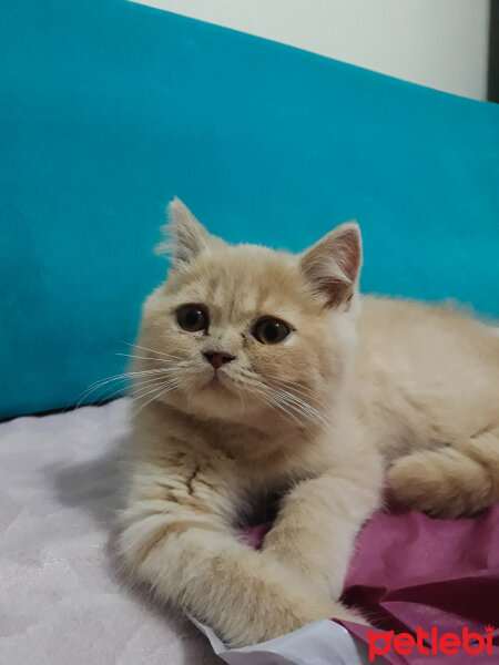 British Shorthair, Kedi  Pamuk fotoğrafı