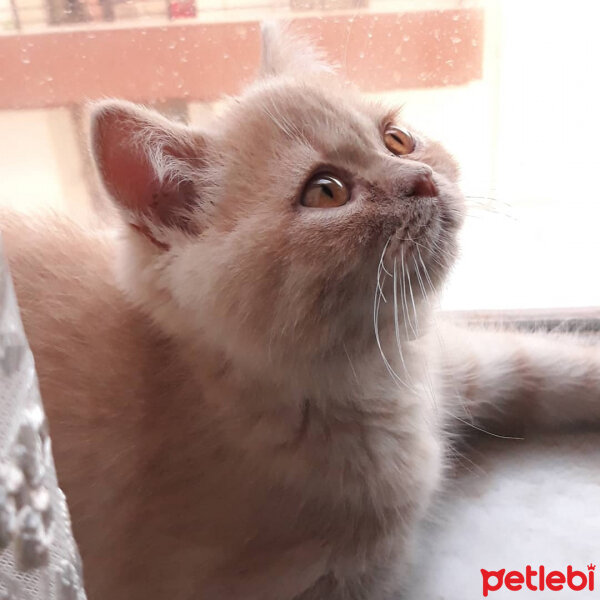 British Shorthair, Kedi  Pamuk fotoğrafı