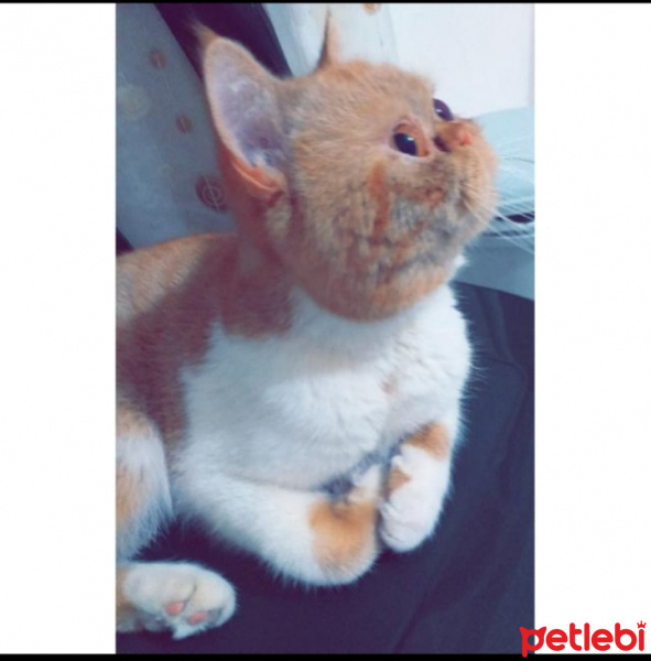 Exotic Shorthair, Kedi  Boncuk fotoğrafı