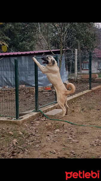 Kangal, Köpek  Duman fotoğrafı