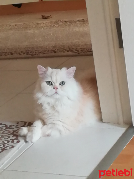Chinchilla, Kedi  Simoş fotoğrafı