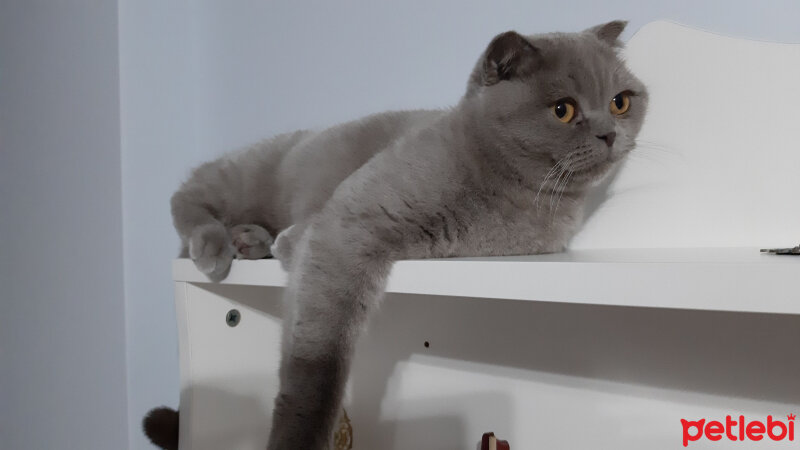 Scottish Fold, Kedi  Miya fotoğrafı